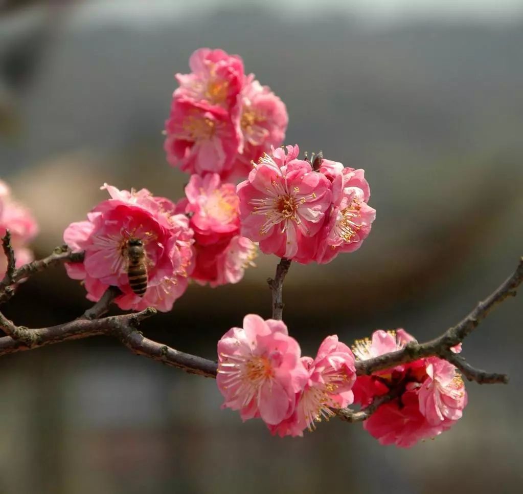 养梅花的技巧,寒梅的养殖方法