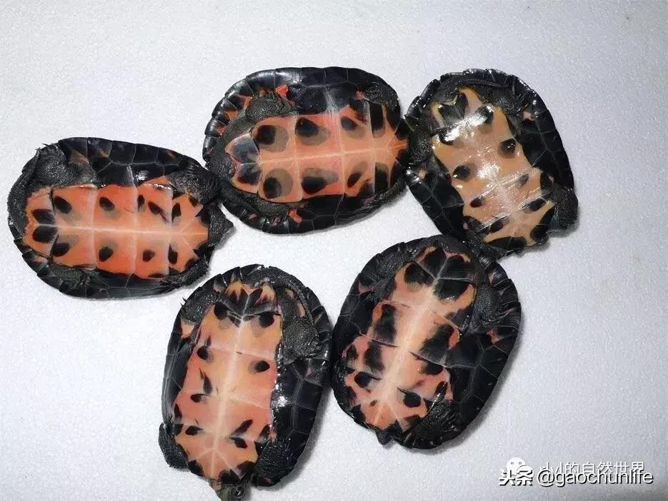 大草龟和小草龟谁好养,变异草龟和草龟的区别