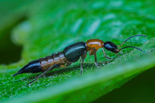 隐翅虫咬人后早期图片及症状,隐翅虫咬人后图片和症状