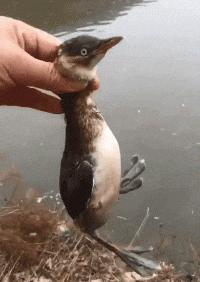 搞笑gif开心一刻单身也挺好,搞笑gif开心视频