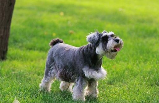 狗狗品种伯恩山犬,狗狗品种的奥秘卡斯罗犬