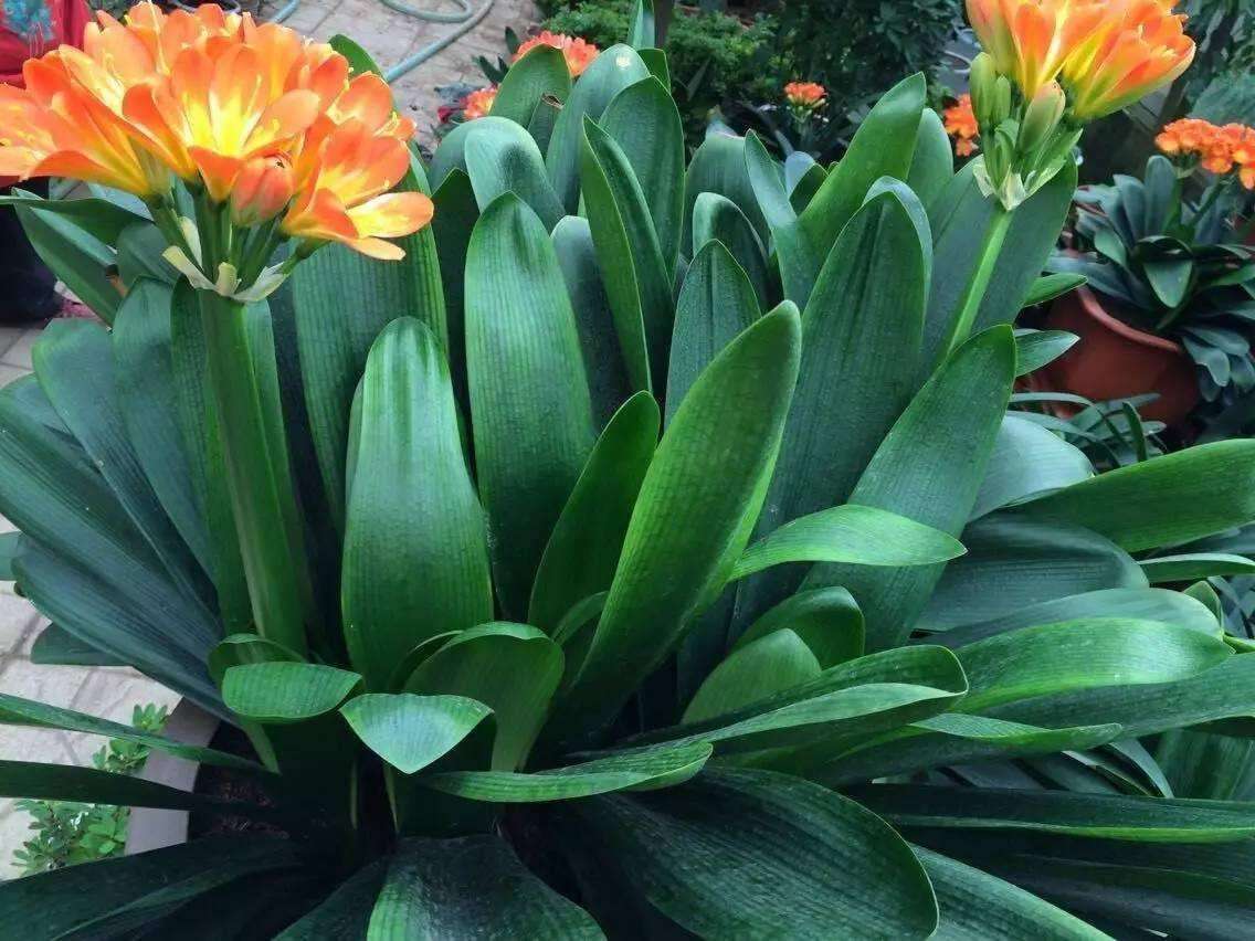 浇水淹死的花,被浇水浇死的几种花