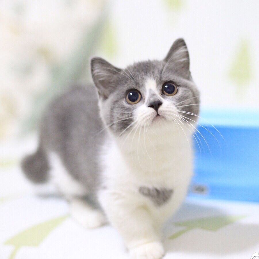 50天英短猫不长是不是生病了,英短猫容易得什么病