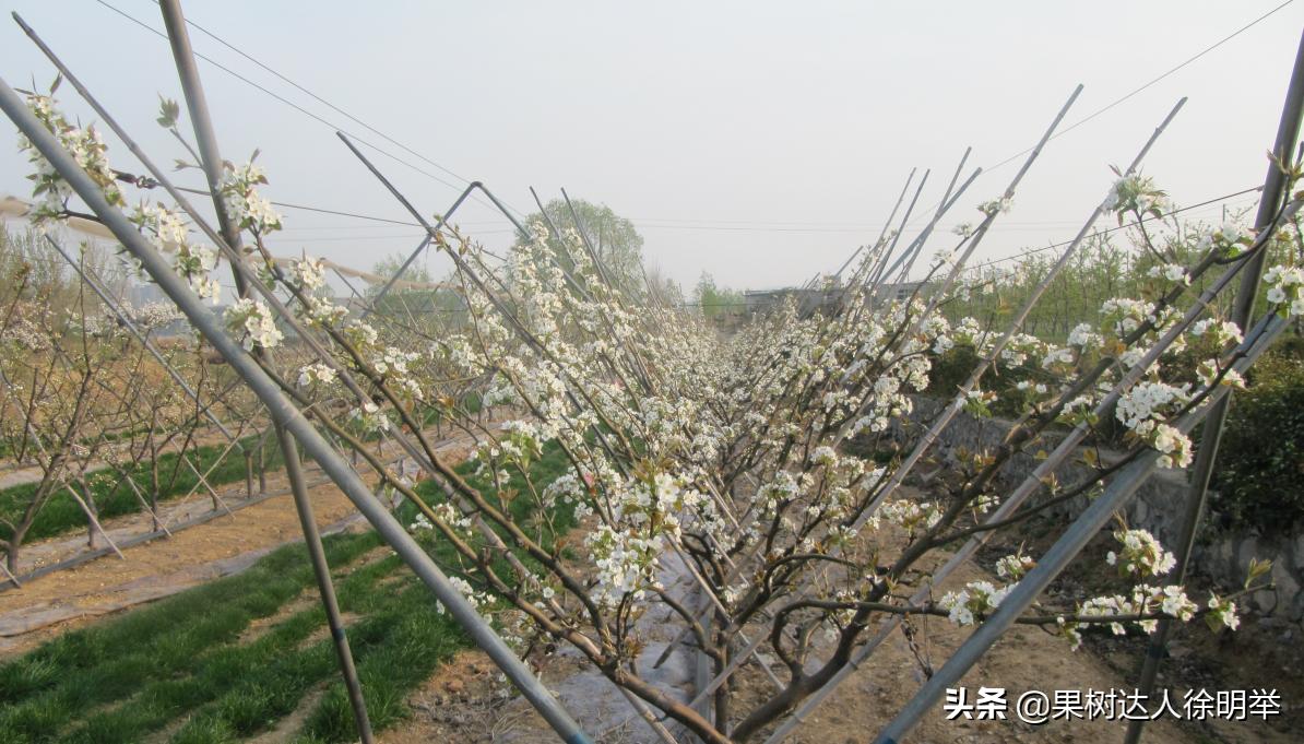 梨树没蚜虫卷叶是什么原因,梨树叶卷了里面都是蚜虫