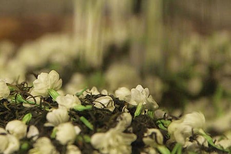 茉莉春风张一元,张一元茉莉春风测评