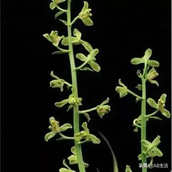 每日一品七律,每日一品茶叶