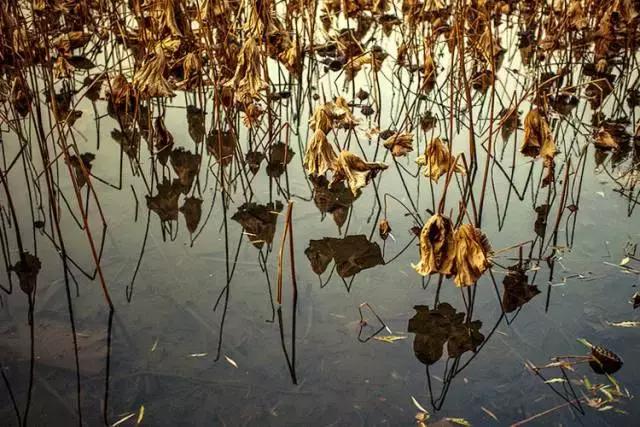 唐诗宋词描写秋天的景色,宋词里的秋天隽永绝美