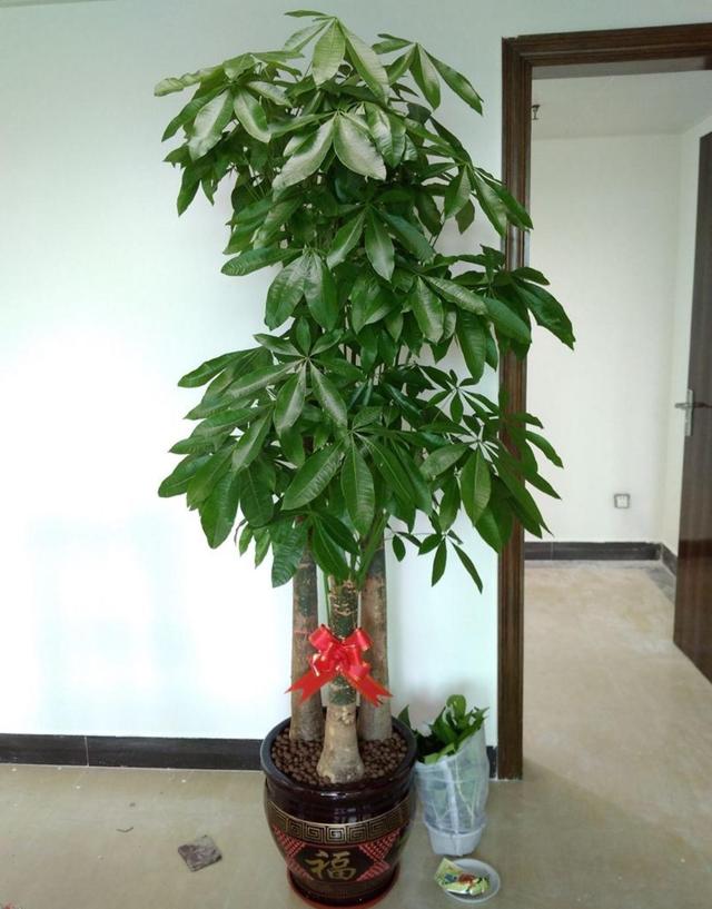 十大吉祥花,十大旺宅吉祥花