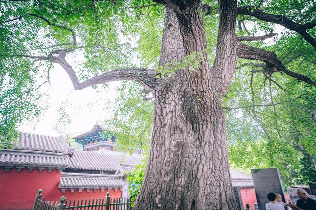 少林寺值得去看的原因有哪些,少林寺在哪个景区