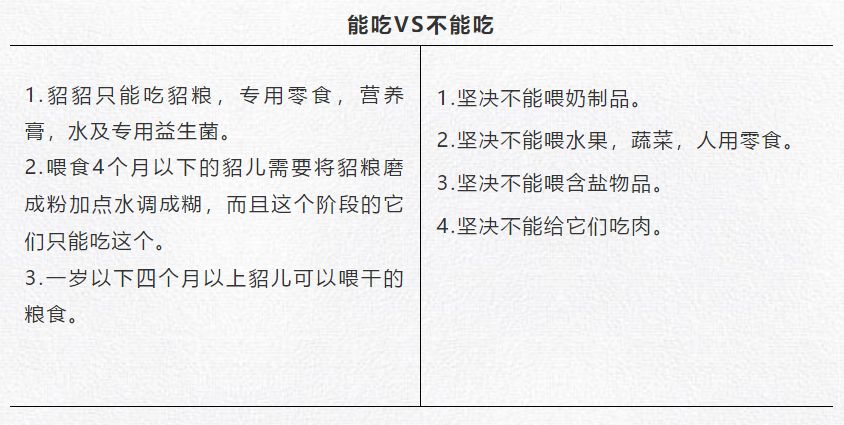 养貂是一种什么样的体验,养宠物貂违法吗