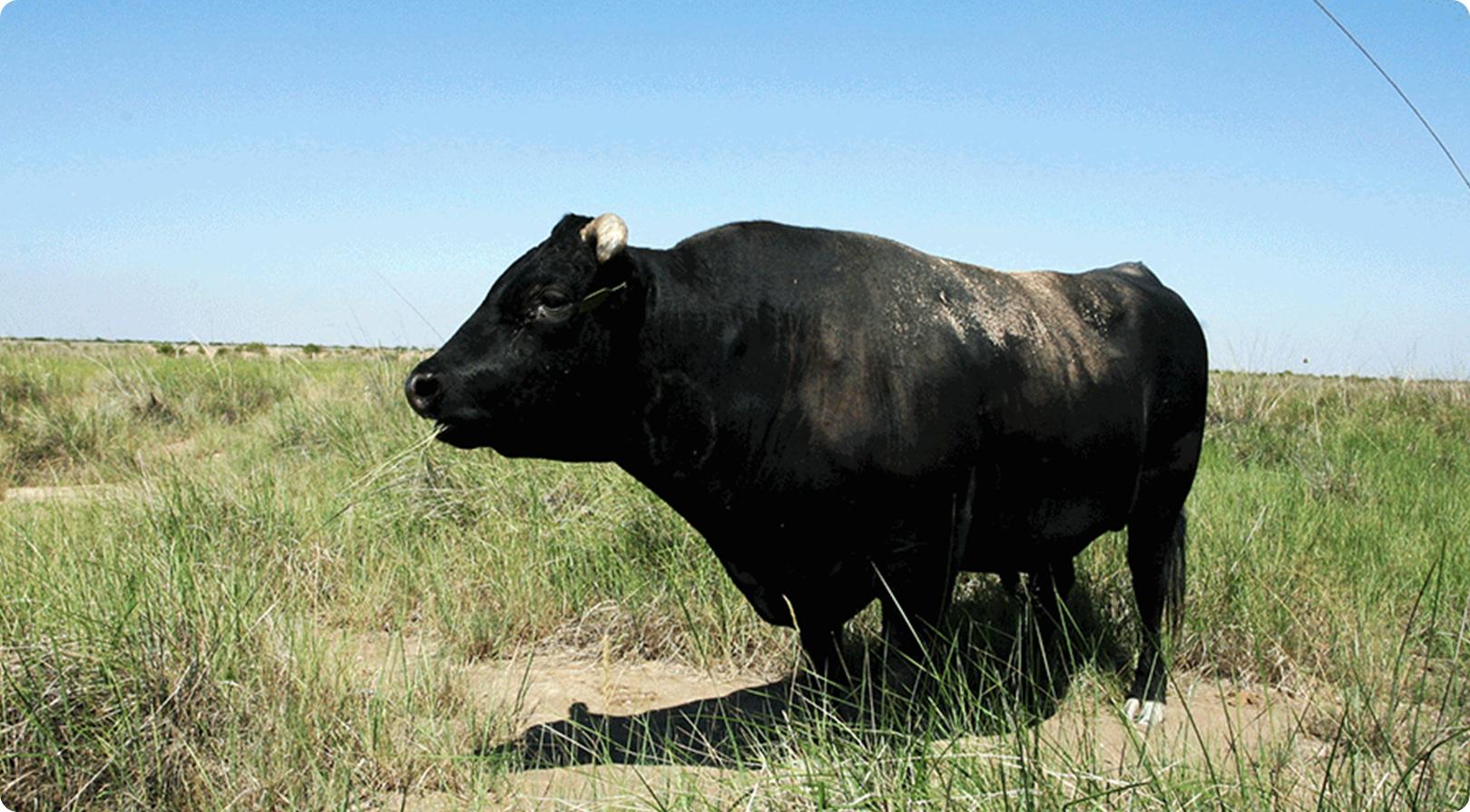进口牛肉和国产牛的区别,和牛和顶级和牛的区别