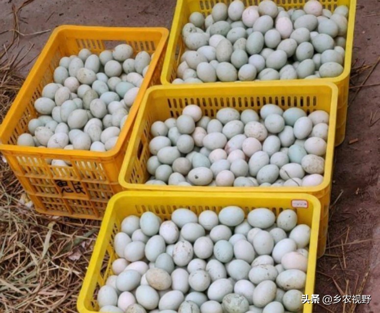 蛋鹅养殖前景如何,蛋鹅的养殖成本及利润