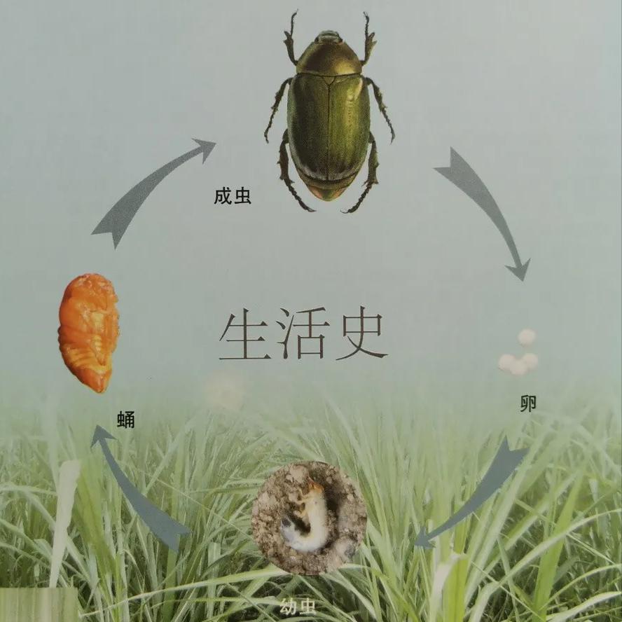 淡水龟的防治方法,猪鼻龟病虫害防治