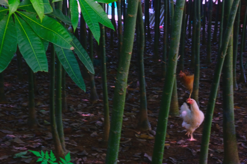 广东湛江旅游攻略赶海,湛江海边旅游攻略推荐地方