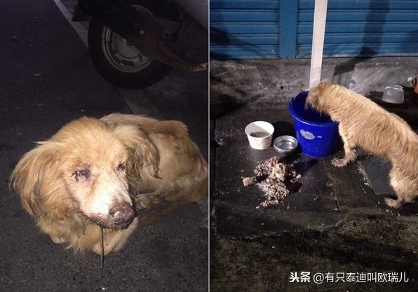舌头溃烂竟被喂骨肉「有主老癌犬」雨中翻垃圾找食物