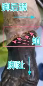 伤口长虫子了是怎么回事,为什么有些伤口一直不痊愈