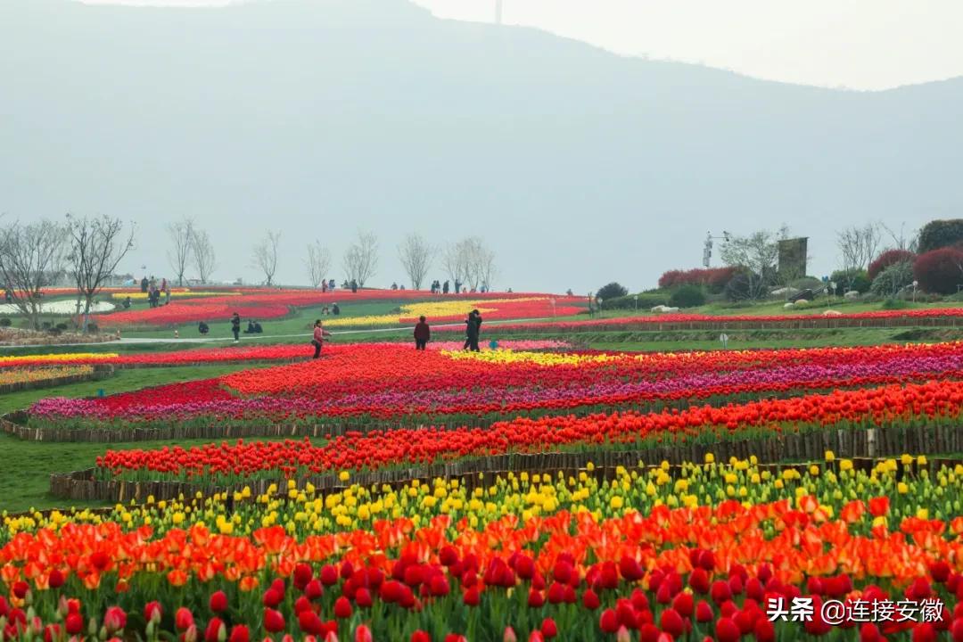 安徽合肥免费旅游攻略,合肥春节免费游怎么预约