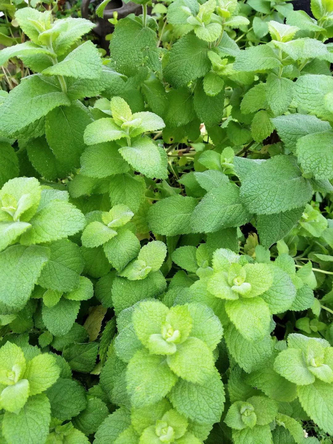 薄荷盆栽有香味吗,买的薄荷盆栽叶子怎么没有清凉味
