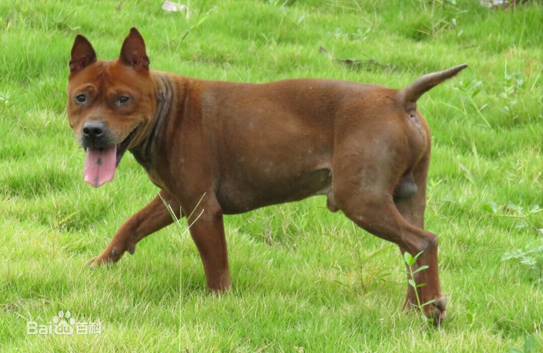 不掉毛无体味性格温顺的小型犬,宠物狗大全表