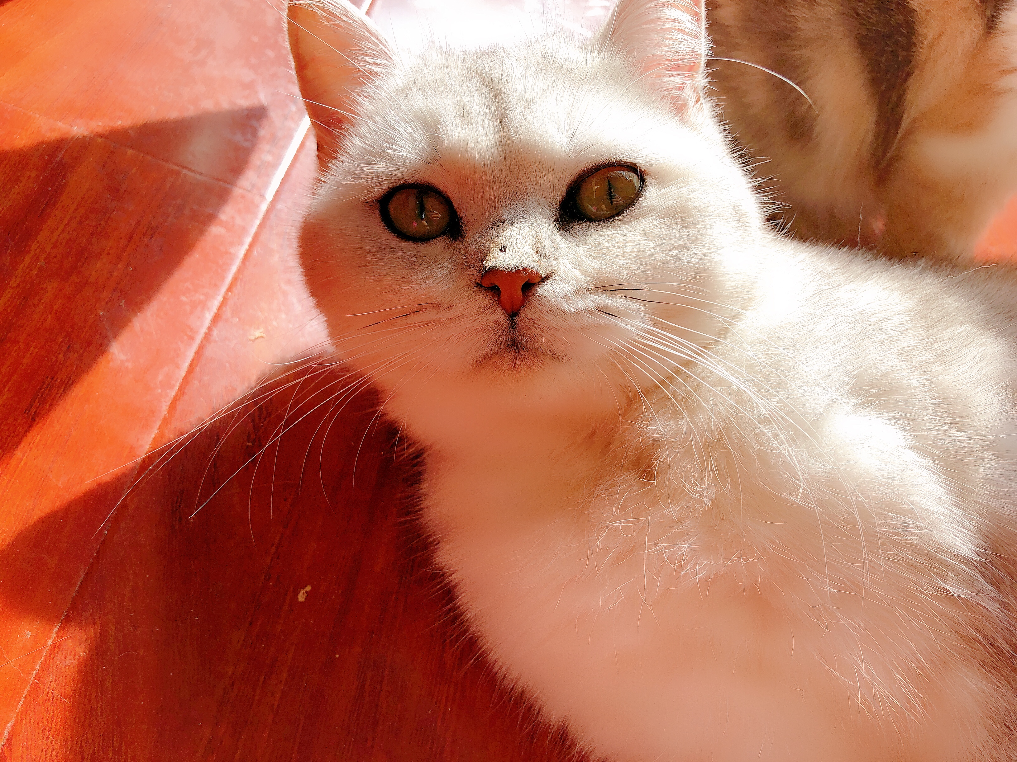 猫咪得了猫癣比较严重怎么办,猫咪得了猫癣能彻底治愈吗