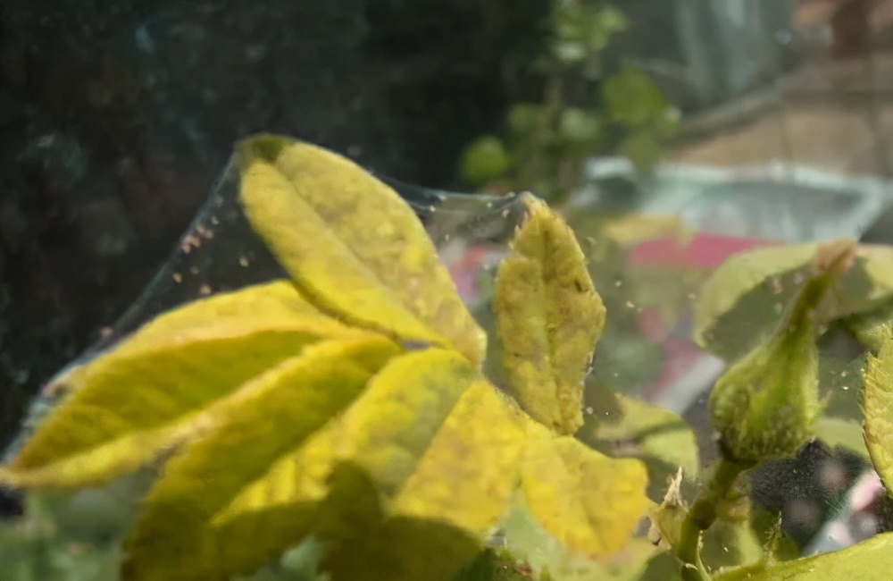 树桩盆景生病了别心慌，八九不离十是这几种病虫害祸害的