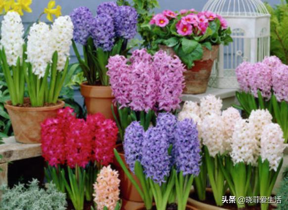 哪20种花有毒,十种花有毒不宜在家养