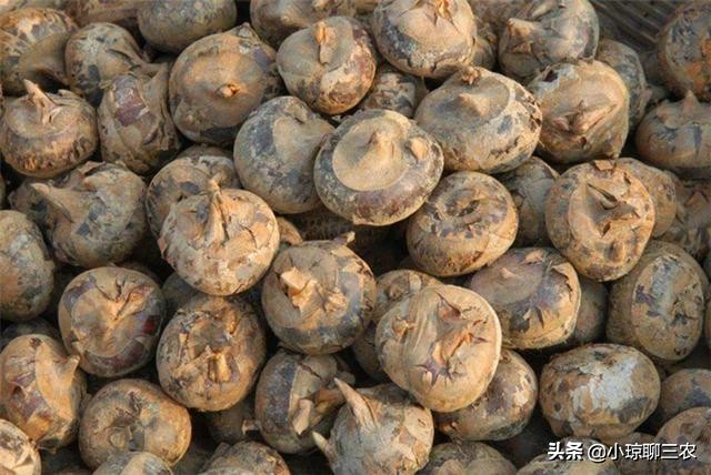 荸荠的种植技术以及营养价值介绍,每日农经荸荠种植技术