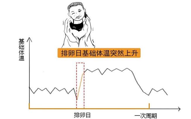 排卵期的计算方法准确吗,排卵期怎么算视频