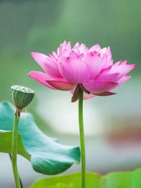 出淤泥而不染荷花之美,如果你是一朵出淤泥而不染的荷花