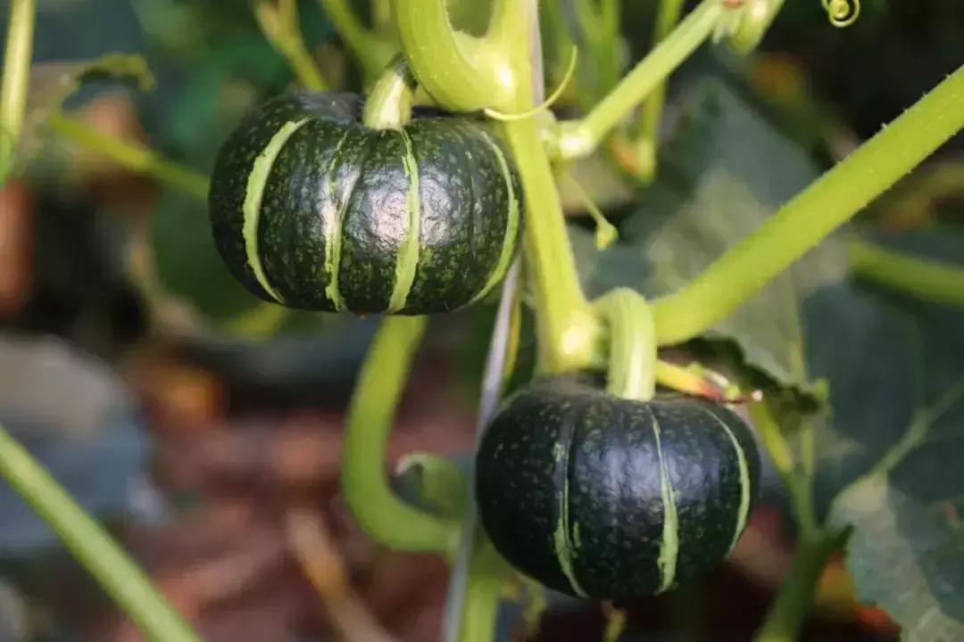 新疆贝贝南瓜的种植方法,好吃贝贝南瓜种植技术