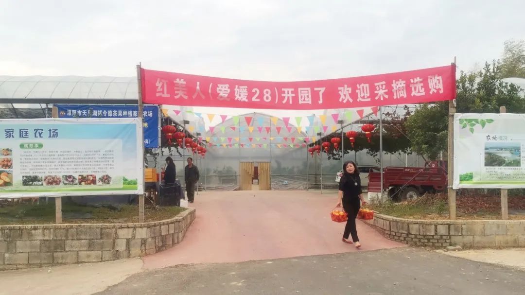 溧阳十万斤草莓,红美人溧阳