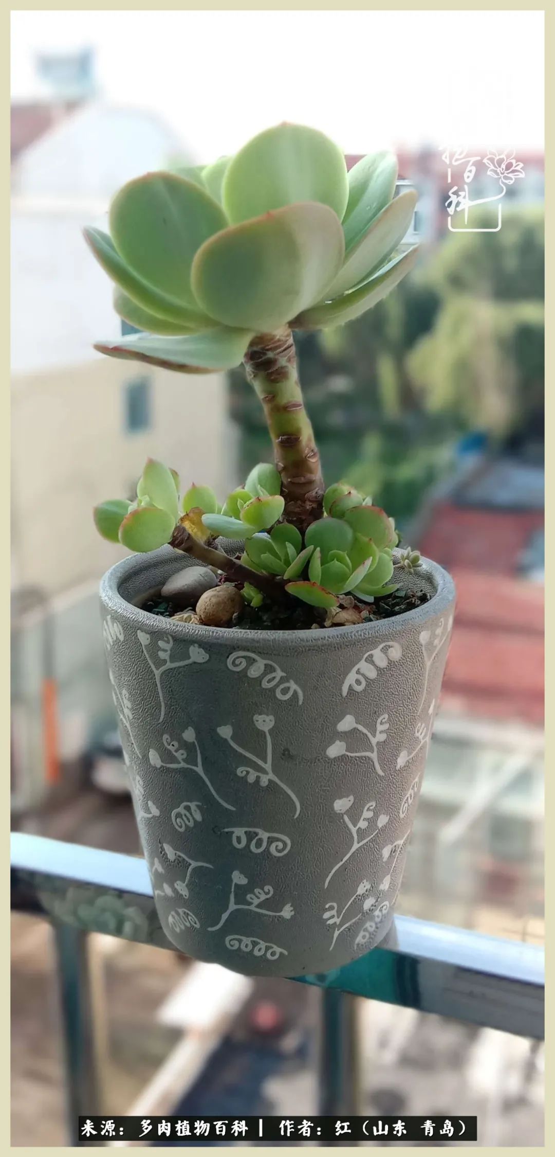 度夏多肉秋天发根,度夏坚强活下来的肉肉们