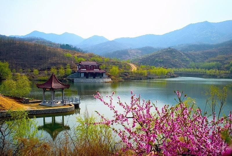 野菜苦苣菜的功效与禁忌,野菜山茄子的功效与作用禁忌