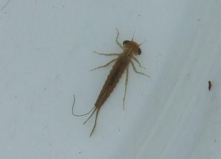 蜻蜓动漫电梯安全常识,蜻蜓动漫安全常识