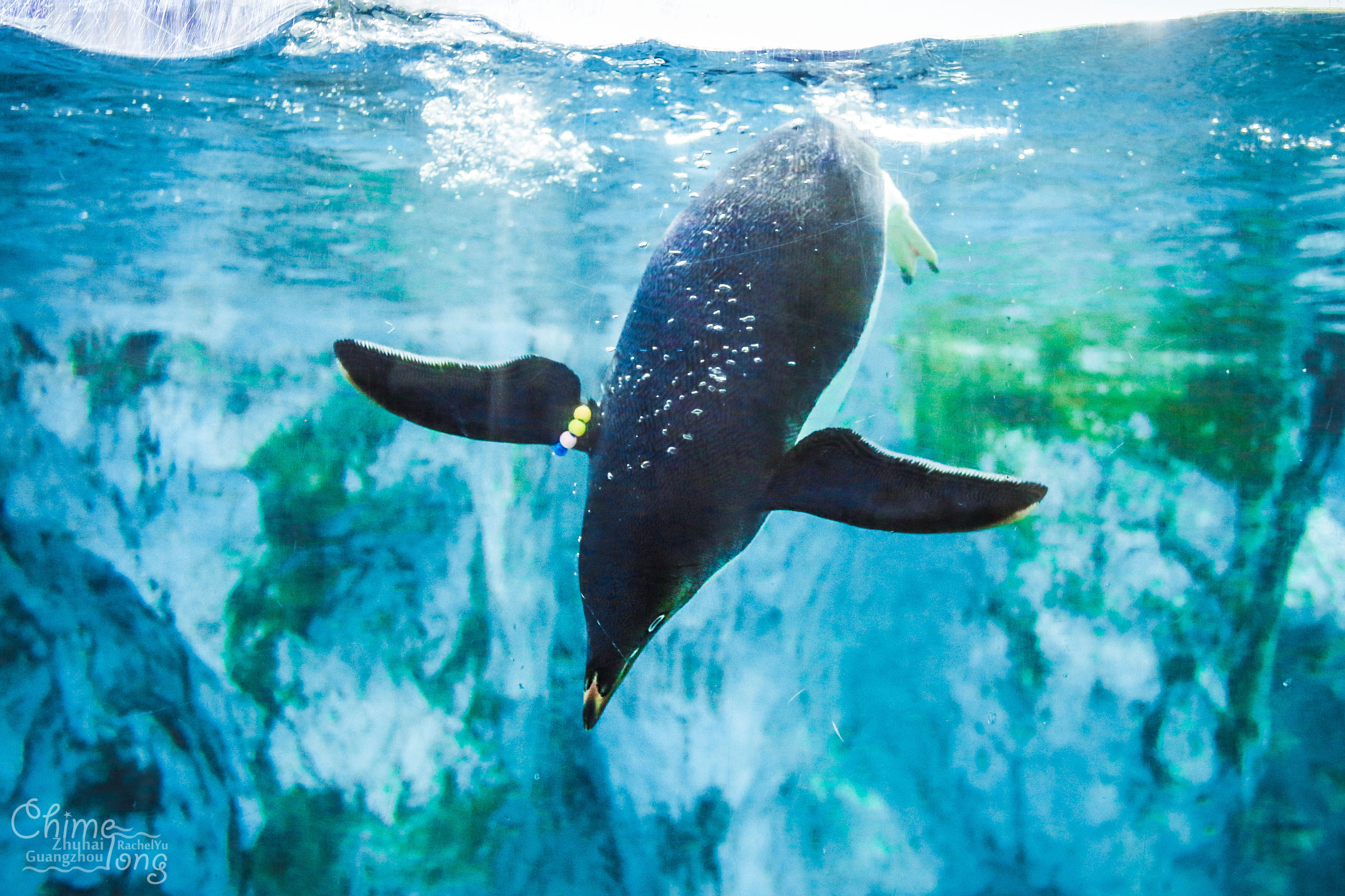 全球最大的海洋主题乐园之一,世界最高的海洋乐园