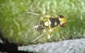 蔬菜害虫种类大全,蔬菜害虫分类及图片大全