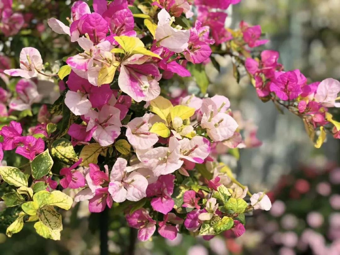 适合阳台养的四季开花有花香的花,花期长耐热耐寒又好养的花卉