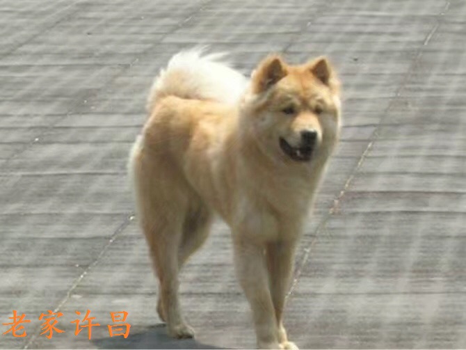 哈利狗狗抖音,哈利哈利哈