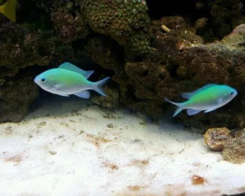 海水鱼青蛙会打架吗,海水鱼打架鱼鳍受伤