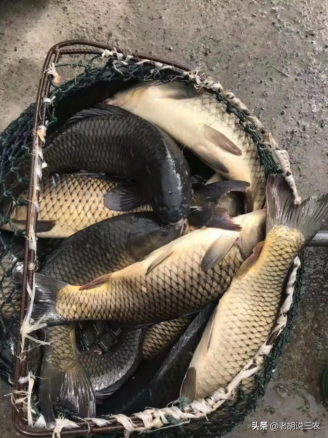 一亩鱼塘养殖马口鱼经济效益,一亩鱼塘四大家鱼一年收益多少