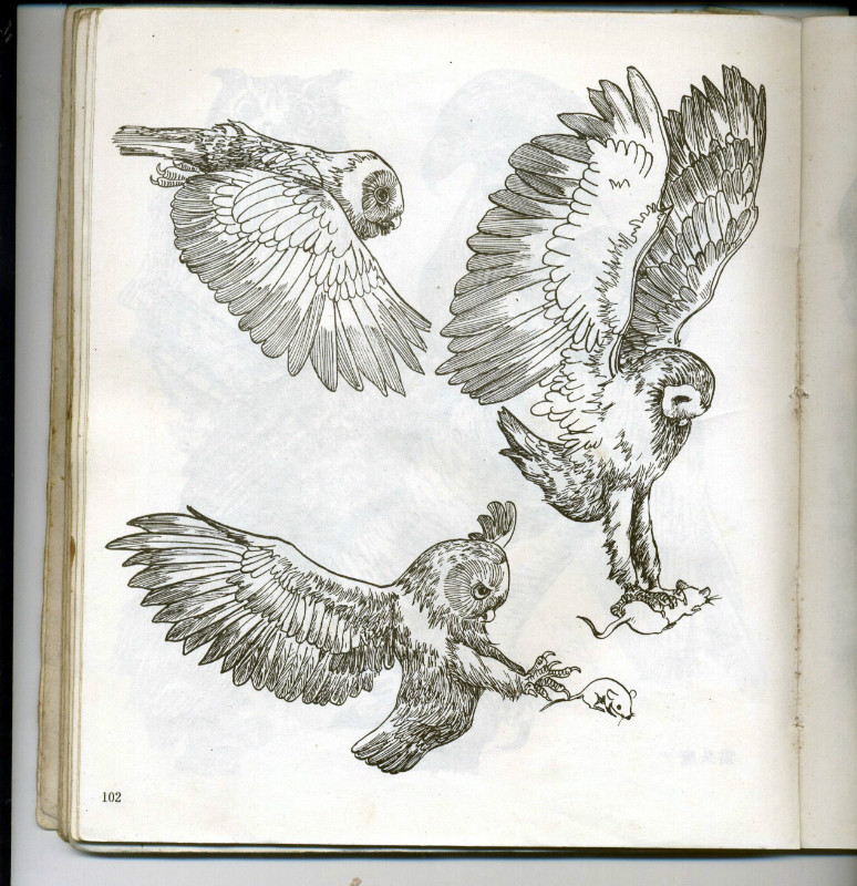 一百幅动物素描,近百幅动物画