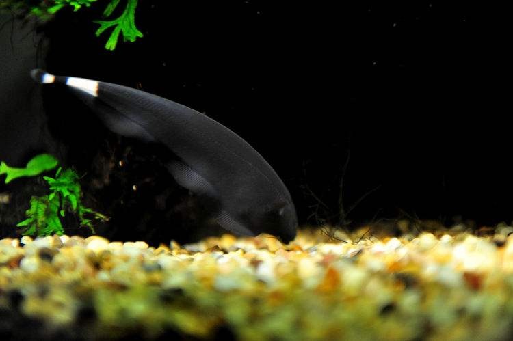 魔鬼刀鱼养殖方法,小型观赏鱼魔鬼刀