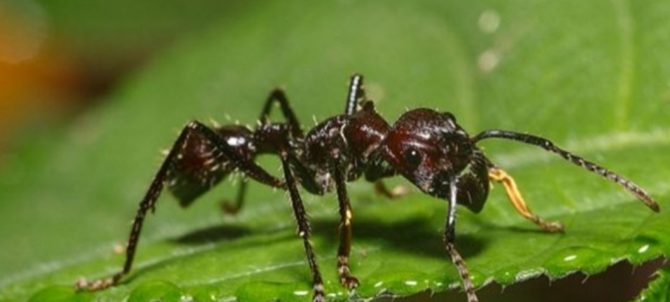 亚马逊丛林有哪些特点,亚马逊雨林有多恐怖颠覆你的三观