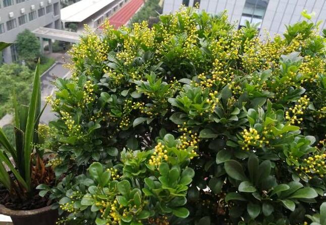 米兰冬季保温,米兰怎么养护保温