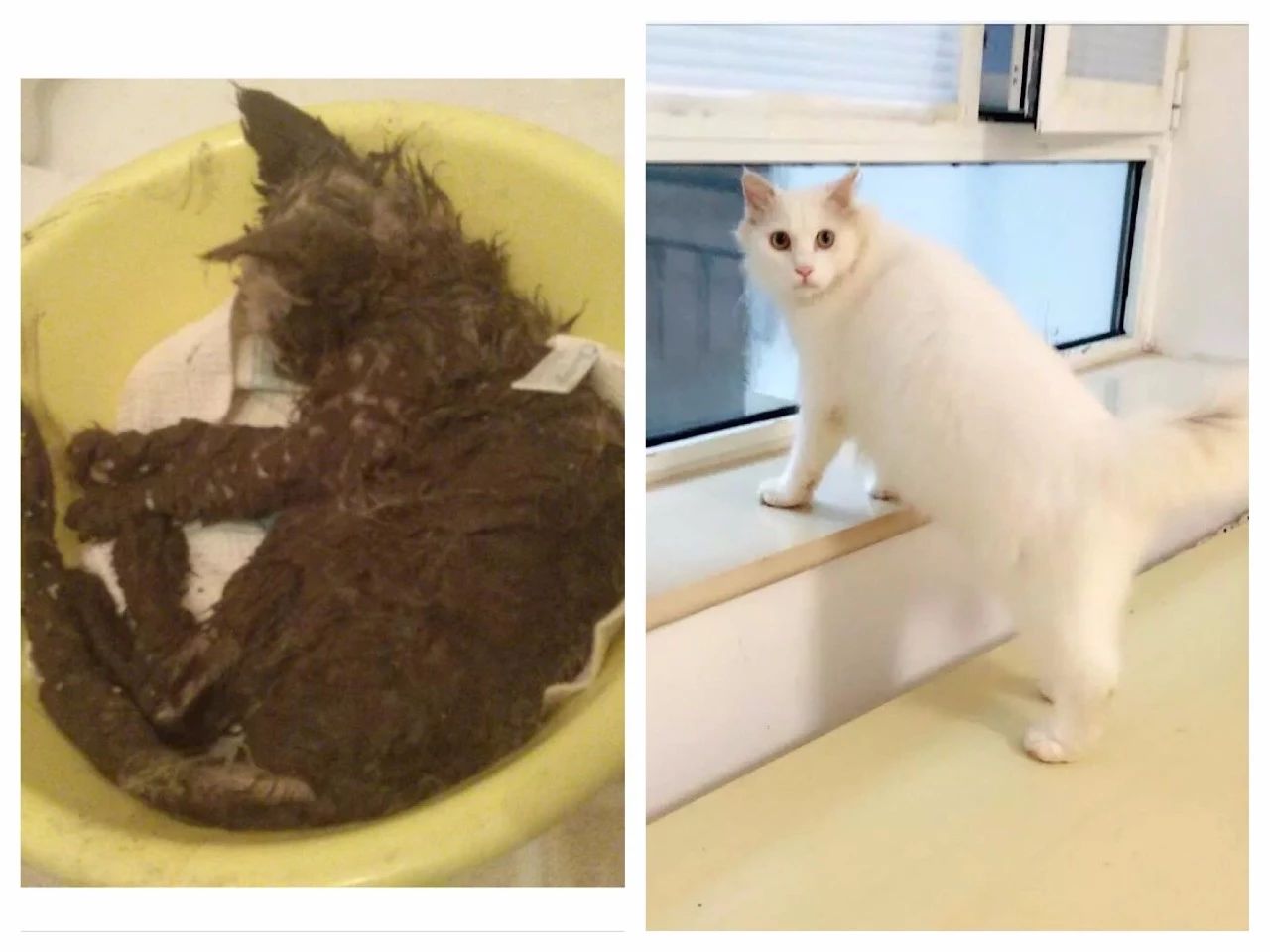 给猫咪买零食一般买什么好,猫咪吃8块钱一斤的猫粮