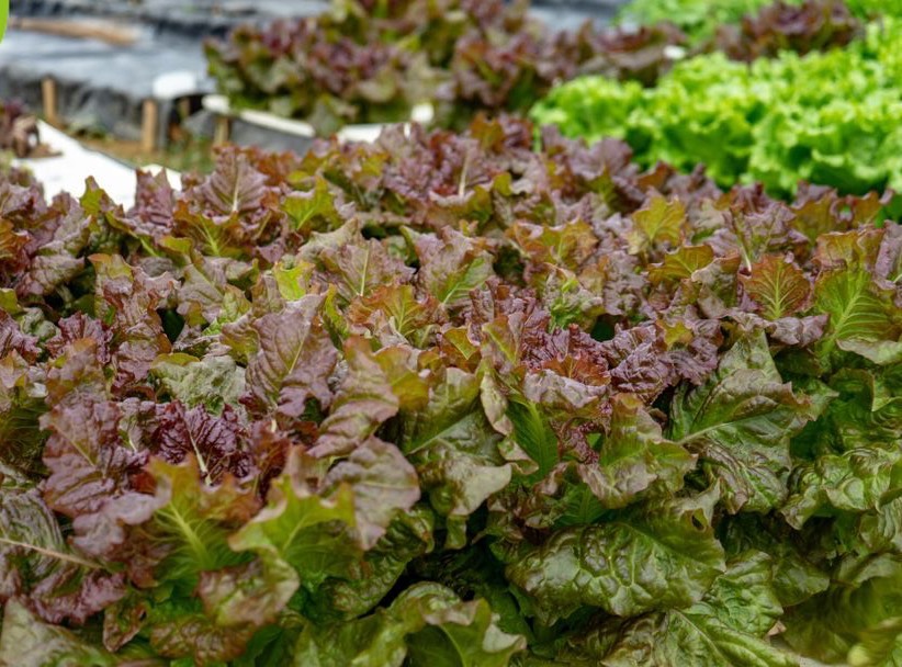 阳台种菜技术大全基础知识,阳台种菜的方法和技巧大全