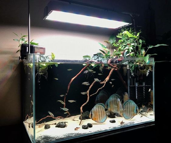 鱼缸硝酸盐高对鱼有什么危害,硝酸盐对动物有害吗