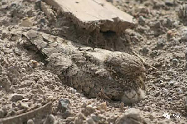 鑻卞浗浠庝腑鍥芥嬁璧扮殑鏂囩墿鏈夊灏戜欢,鑻卞浗浠庢垜鍥芥嬁璧扮殑鏂囩墿鏈夋柊鐤嗗悧