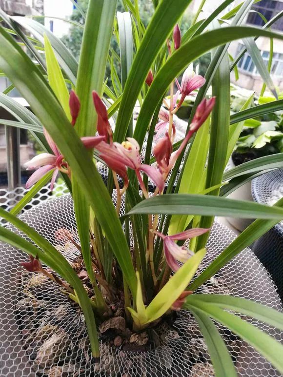 4种花超级好养,4种花超好养的