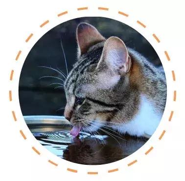 白色猫病,爱喝水的猫得了什么病